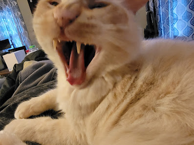 Photo of Urgent Pet Care Gato
