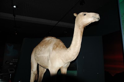 Photos of Natural history n botanical museum