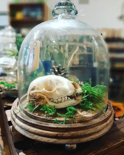 Alchemy Studio - Visual