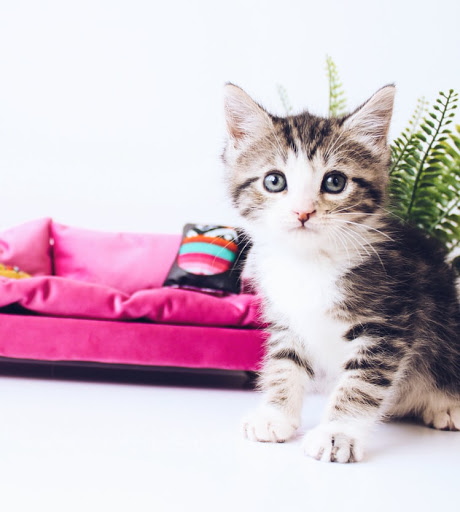 About Them Pets - Visual