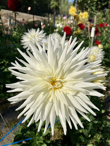 Clack's Dahlia Patch - Visual