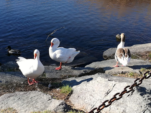 Ciclo-pedonale del Lago del Segrino - Thumbnail