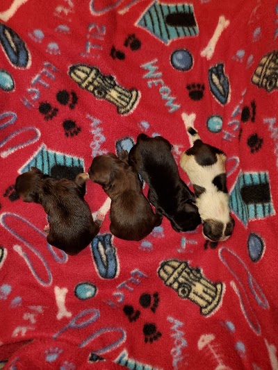 Yorkshire and schnauzer puppies All 4 Pets Ruidoso Nm