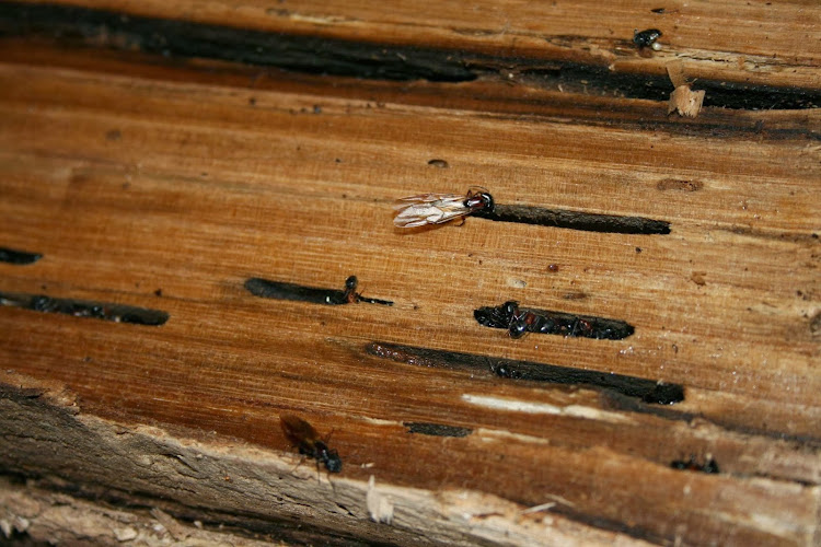 PROTEC Pest Control Kawartha work photo 1