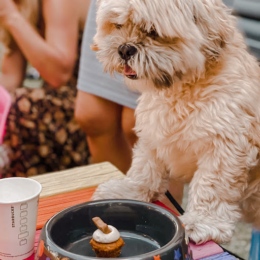 Pupcakes NZ - Thumbnail