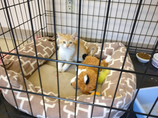 Santa Clara Pet Hospital - Thumbnail