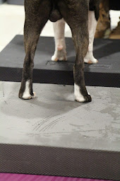 Photo n°3 de Canémotion à Échirolles (Magasin d'articles pour animaux)