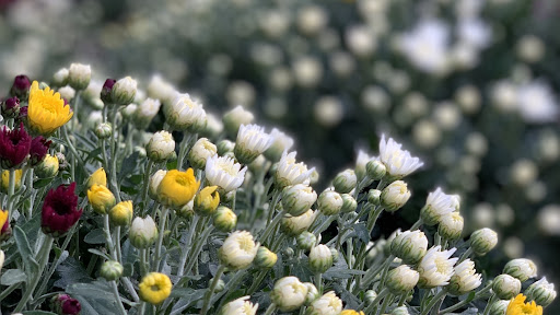 Photo de Jardiland