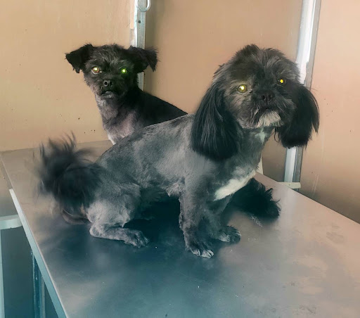 Clínica Veterinaria “Alta Vista”