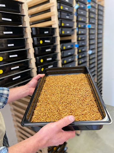 Wally's Mealworms