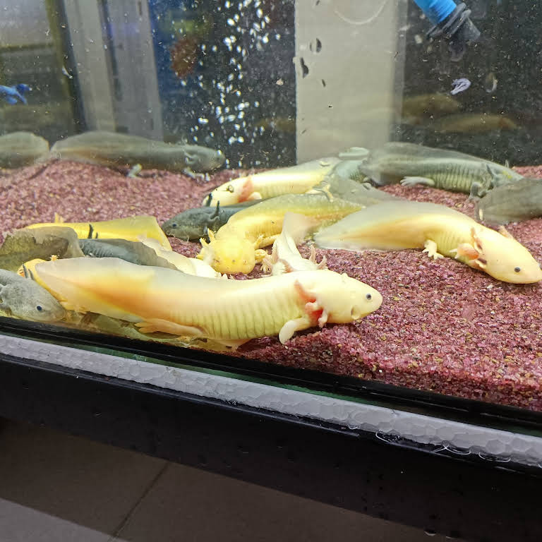 Aquazoom Aquarium Shop In Taman Industri Sungai Buloh