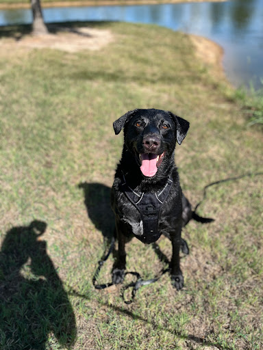 Kickapoo Ranch Pet Resort - Visual