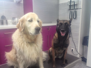 Photo n°24 de Clinique vétérinaire 7VET7 de Nogent à Nogent-sur-Marne (Vétérinaire)