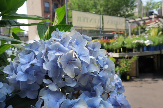 Chelsea Garden Center by null