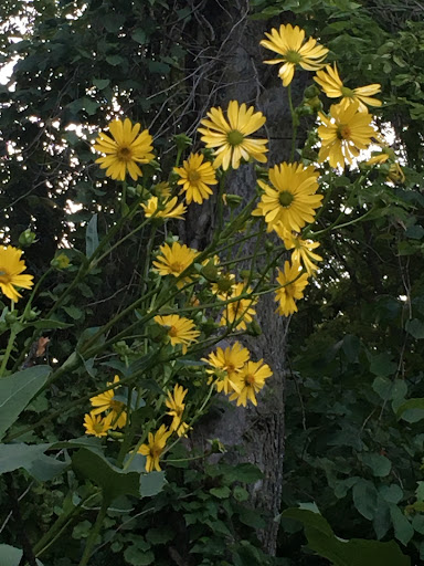Firefly Forest - Visual