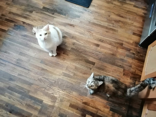 Happy Paws Spay/Neuter Clinic - Thumbnail