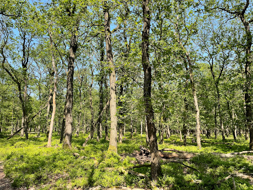 Nice forest - Visual