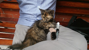 Veterinary clinic LimaVet 9