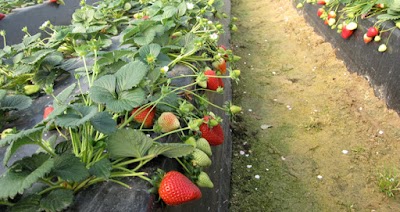 Photos of Plantao Vivero