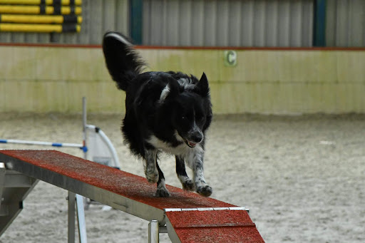 Dierenkliniek Loosdrecht - Thumbnail