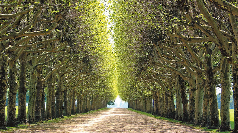 Borges Funeral Home oHG