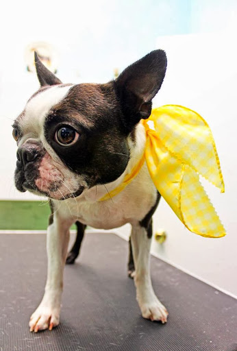 Animal Hospital of Orleans - Thumbnail
