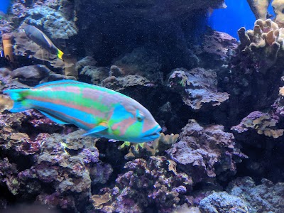 Maui Ocean Center, The Aquarium of Hawaii