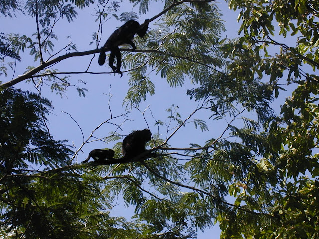 Plumita Pacifica by null