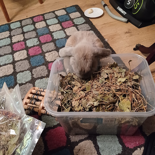 Bunny Bistro - Thumbnail
