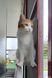 Photo n°11 de Entre Chat & Moi | Stéphanie Le Gendre, Comportementaliste félin, spécialiste de la relation chat-humain à Rennes (Éducateur félin)