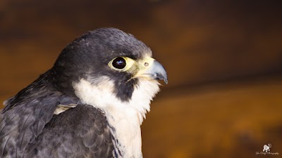 Photos of Burren Bird of Prey Centre