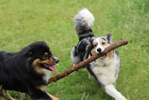 Photo n°14 de Elevage des Chemins de Saint-François à Saulcy-sur-Meurthe (Éleveur de chiens)