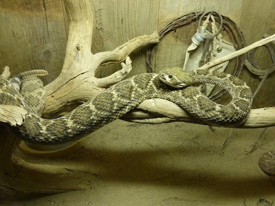 Rattlesnake Museum & Gift Shop