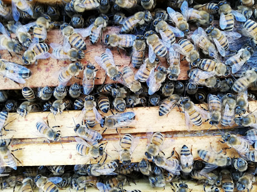 Happy Bee - Visual