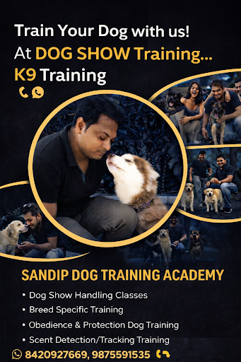 Showing dogs can develop strong emotional bonds with their trainers, which is crucial for their o… post image