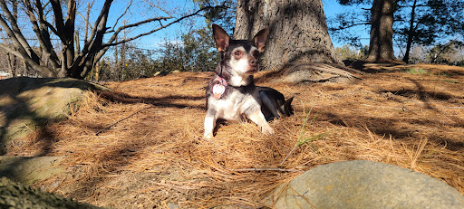 Heritage Forest Dog Park - Thumbnail