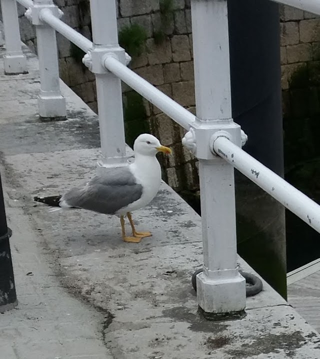 Llanes