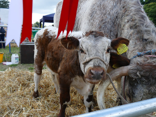 Poynton Show - Thumbnail