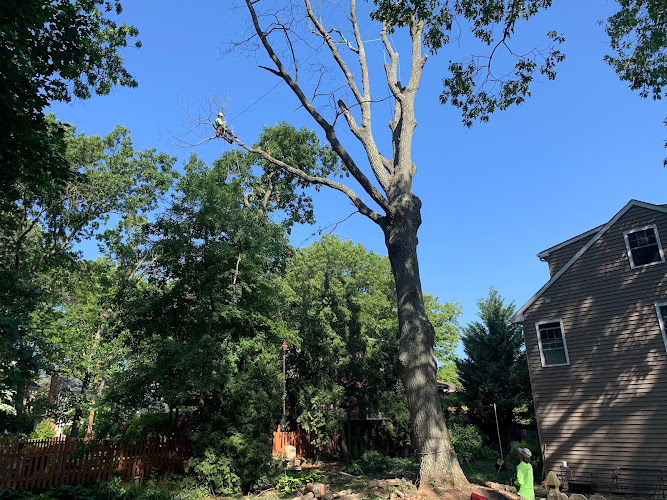 Tesla Tree Service