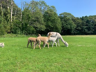 Natterjack Alpacas