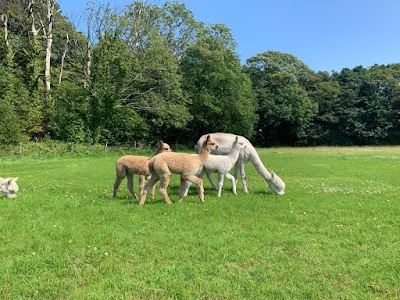 Natterjack Alpacas