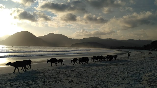Selong belanak beach
