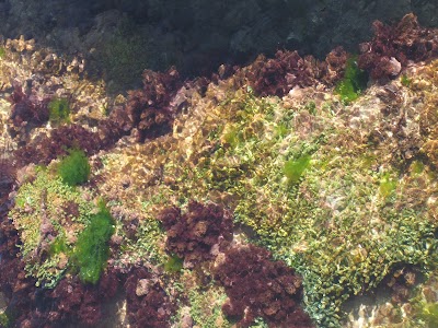 Photos of Nelson's Island