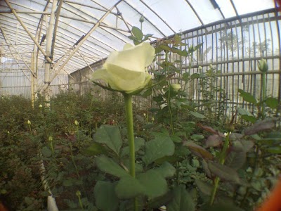Photos of Iqbal Florist