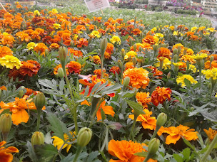 Photo n°24 de Serres des Lacs SARL à Cornas (Jardinerie)