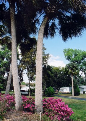 Light & Life Park