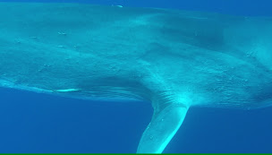 Photo n°19 de Observation dauphins Nage Animaux Marins Bateau Annett à Mandelieu-la-Napoule (Organisateur d'excursions d'observation des baleines)