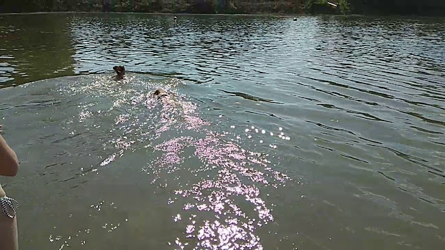 Nyitvatartás: Bárka Dog Beach