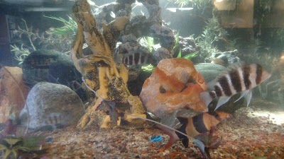 Jurassic Aquatics & Pets