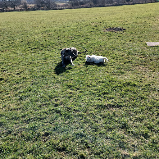 Dog Secure Exercise Area - Thumbnail